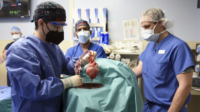 Lékaři v USA transplantovali muži srdce geneticky modifikovaného prasete